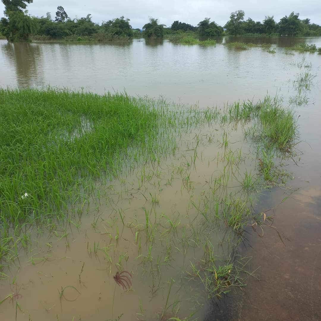 1.462 ha cây trồng các loại bị ngập lụt do mưa lớn