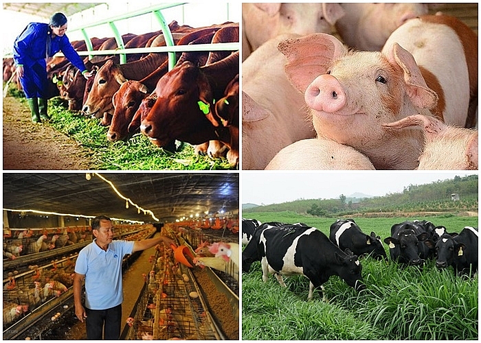 Thực hiện một số biện pháp cấp bách duy trì phát triển chăn nuôi.