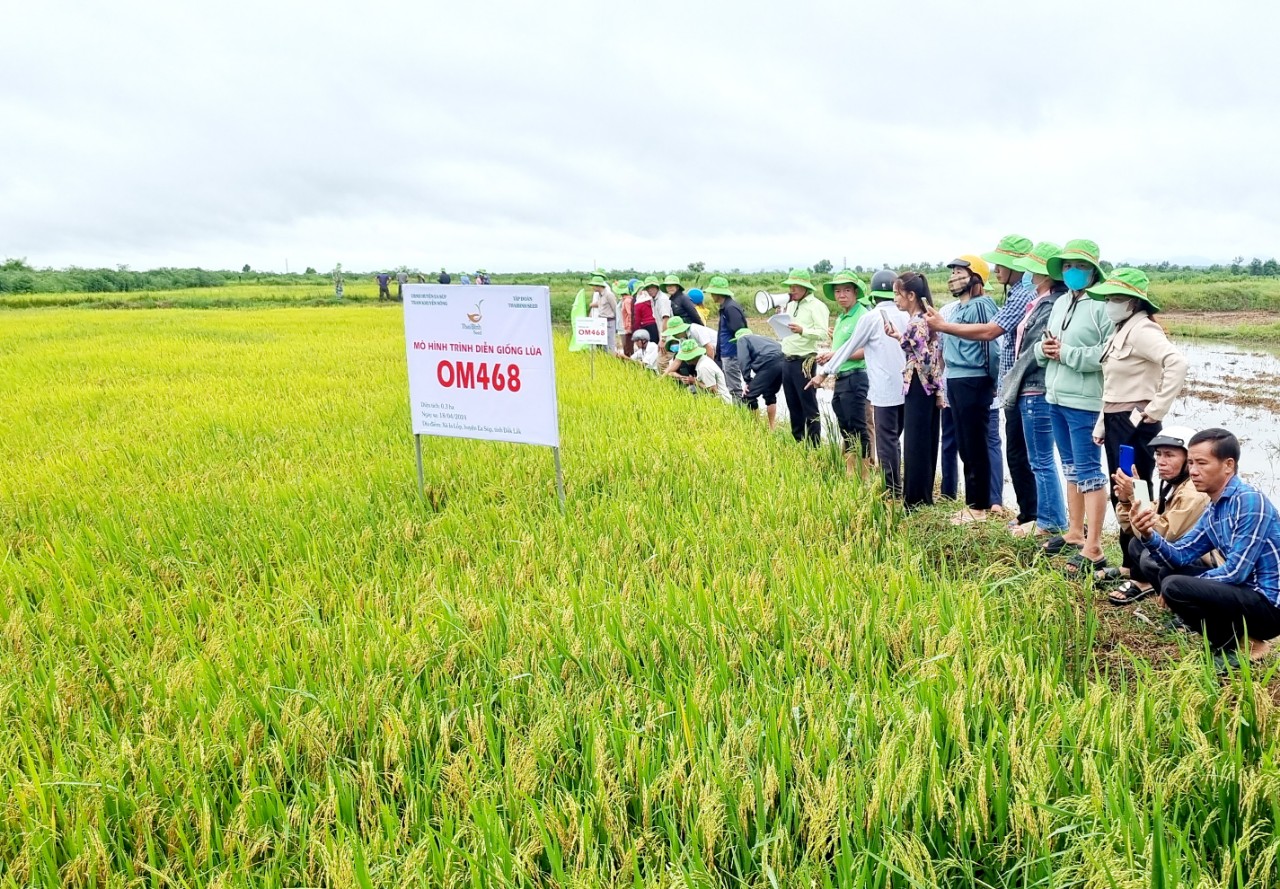 Giống lúa OM 468 phát triển tốt trên vùng đất biên giới Ia Lốp