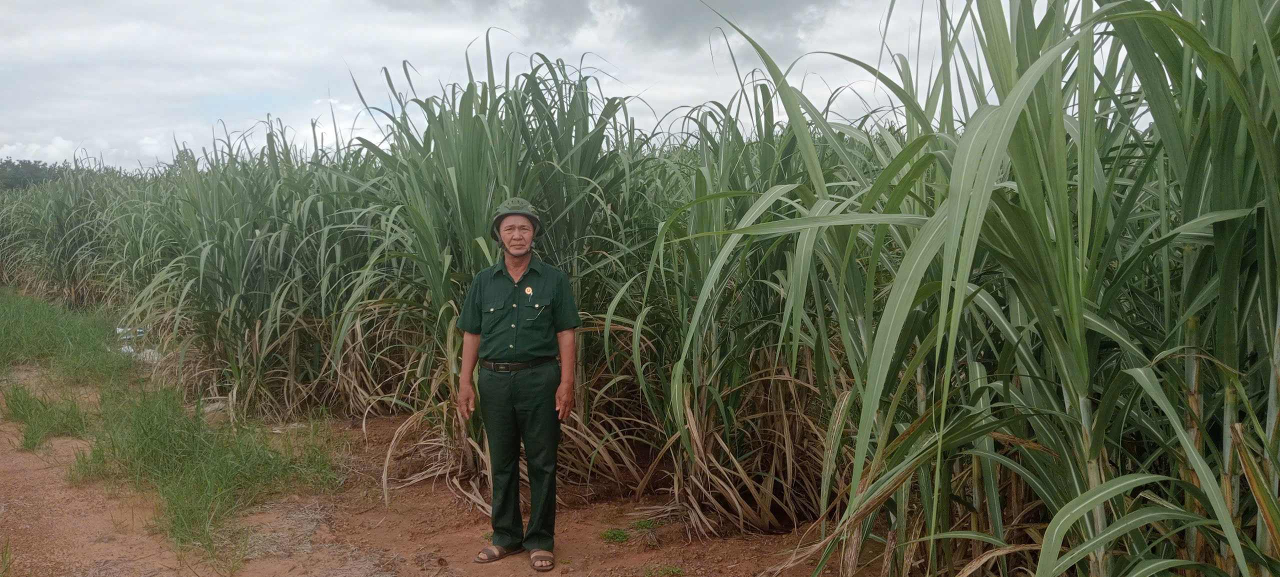 Cựu chiến binh phát triển kinh tế từ cây Mía đường