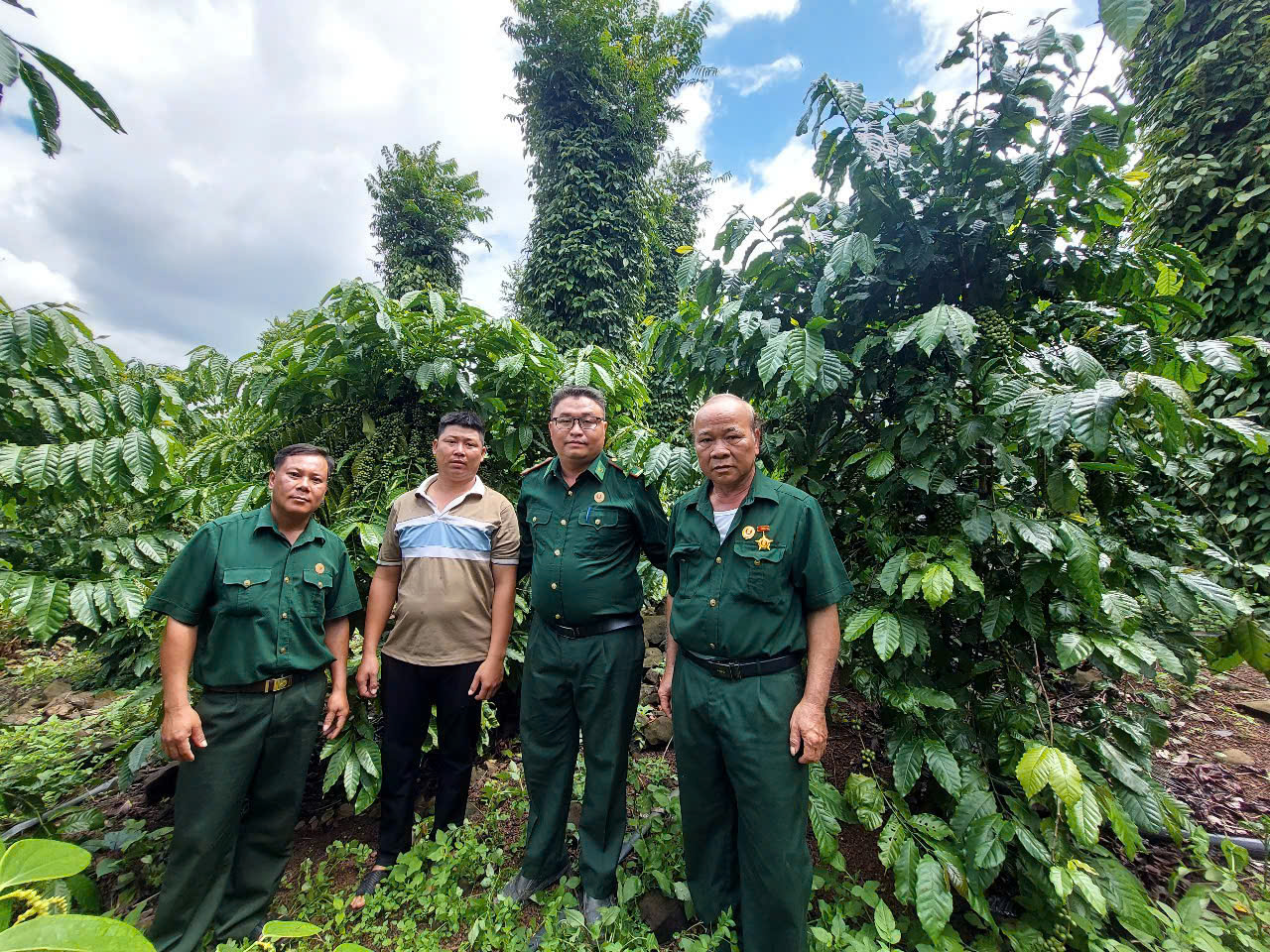 Cựu chiến binh phát triển kinh tế từ mô hình trồng cà phê xen canh cây hồ tiêu