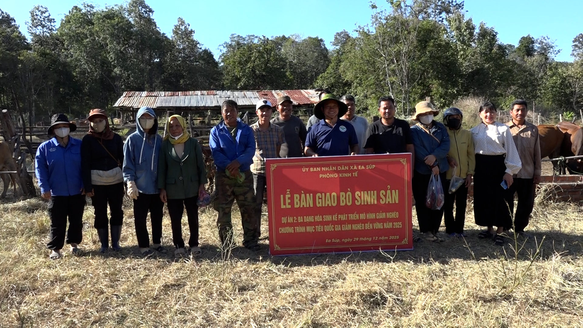Xã Ea Súp hỗ trợ bò giống sinh sản thuộc chương trình mục tiêu quốc gia về giảm nghèo bền vững năm 2025